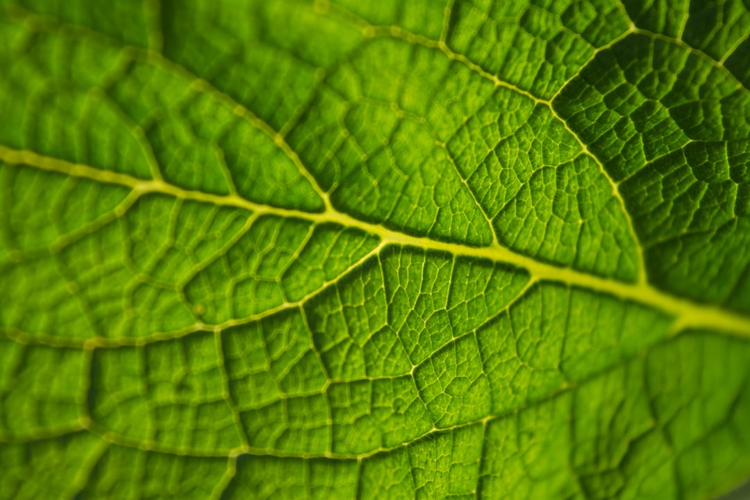 Photo Tobacco leaf